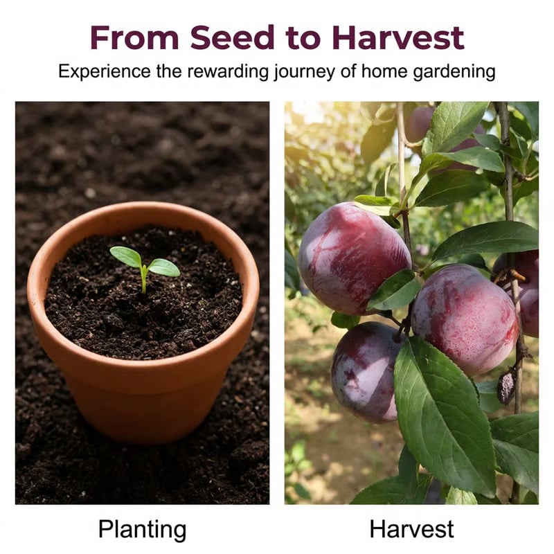 🌳LIMITED-TIME BUY 1 GET 1 FREE⏰🍑 Heirloom Non-GMO Grafted Plum Tree Live Seeds